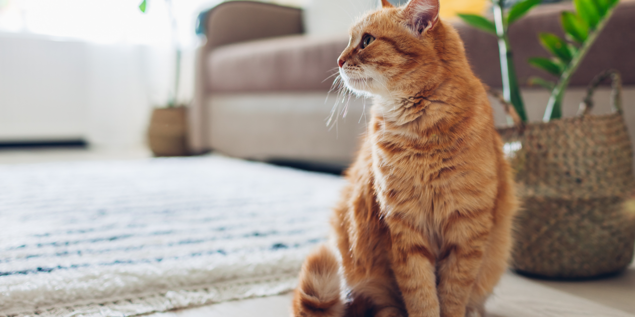 Cat Sitter or Cattery?