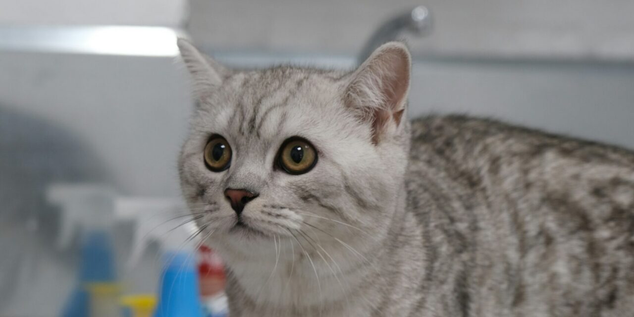 Emergency Vet Care in Surrey