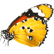 https://waveandwhisker.com/wp-content/uploads/butterfly.png