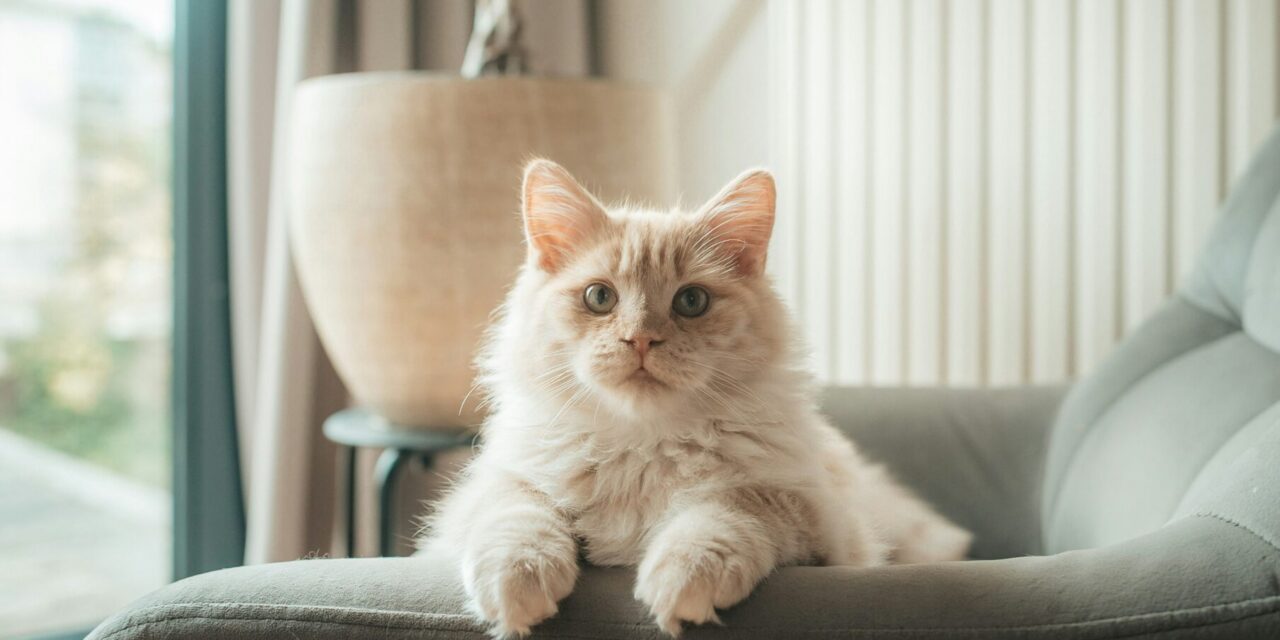 Keeping Your Cat Safe Before Going Away