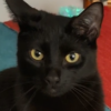 https://waveandwhisker.com/wp-content/uploads/frankie-e1780346742871.png