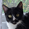 https://waveandwhisker.com/wp-content/uploads/jessica.png