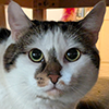 https://waveandwhisker.com/wp-content/uploads/joy.png