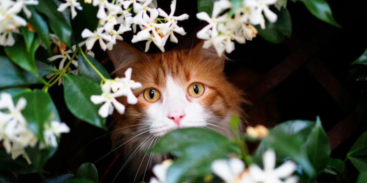 Cats and Toxic Indoor Plants