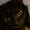 https://waveandwhisker.com/wp-content/uploads/perri-e1780346758883.png
