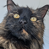 https://waveandwhisker.com/wp-content/uploads/tallulah.png
