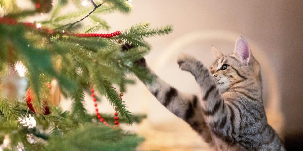 Cat Proofing Your Christmas Tree
