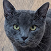 https://waveandwhisker.com/wp-content/uploads/tiddles.png